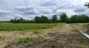 Zelena poslovno – industrijska cona Beltinci